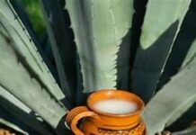 Pulque of San Luis Potosí: living heritage of the desert and symbol of cultural resistance