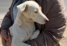 El Hachiko de Oaxaca: a puppy stays with his owner after he hung himself from a bridge