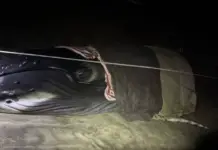 A huge humpback whale stranded in Playa Grande, Oaxaca rescued