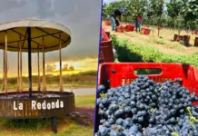 Conflict in Vineyards La Redonda: Who is the founder of the wine house in Querétaro?