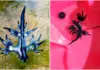 Blue dragon appears on Colima beaches; what is this species like and why has it caused a sensation?