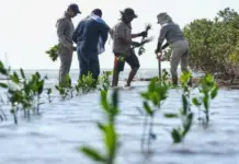 SEDUMA reforests the coastal area to protect communities and biodiversity in Tamaulipas