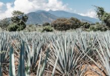 Doña Bety and the heart of the maguey, pulque, landscape and living memory in La Lagunilla, San Miguel de Allende