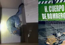 Gray fox rescued and sent to rehabilitation in Hidalgo