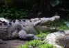 Two crocodiles spotted in Coahuila dam; authorities urge people to stay away from the area
