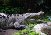 Two crocodiles spotted in Coahuila dam; authorities urge people to stay away from the area