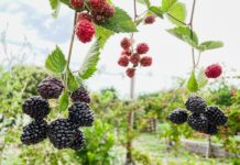 The small town in Puebla, where you will eat the best berries in the world, is ideal to visit in 2026