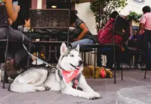 Don’t leave them at home! Discover pet-friendly restaurants and cafes in the capital of San Luis Potosí