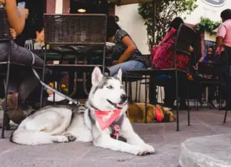 Don’t leave them at home! Discover pet-friendly restaurants and cafes in the capital of San Luis Potosí