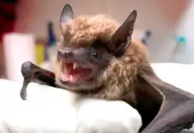 HEALTH ALERT DUE TO BATS IN VERACRUZ!