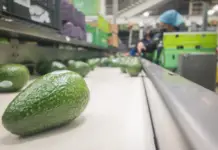 Avocado from Michoacán is moving towards Geographical Indication to protect its origin