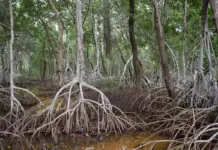 Wetlands in the Yucatan Peninsula at a critical conservation point
