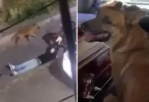 “Cabo,” the dog that defended Erick Omar, the young man found dead after his arrest in Mexico City, was poisoned.