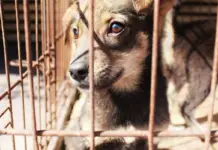 Mexico City seeks to punish those who kill dogs or cats with up to 12 years in prison, in addition to multimillion-dollar fines.