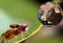 Mexico strengthens fight against screwworm