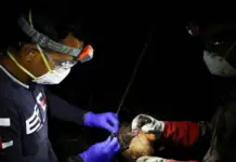 Human rabies in Mexico: Should we be worried?