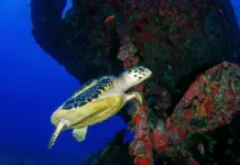 Sheinbaum inaugurates Underwater Museum in Sonora’s Magical Town with the sinking of a ship
