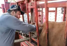 They manage to reduce screwworm cases in San Luis Potosí, Tamaulipas, and Veracruz