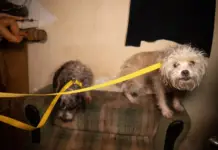 Twenty-three dogs rescued from abandonment in Aguascalientes, Mexico