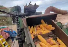 4-T, the corn cob is shelled