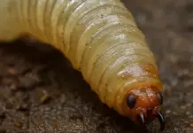 There are now 54 cases of screwworm in Querétaro