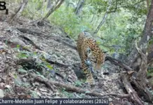Jaguar spotted for the first time in Guanajuato