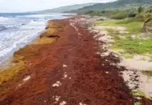 Mexico is analyzing 198 initiatives to convert sargassum into raw material