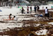 “This year is going to be terrible”: sargassum arrives on the coasts of Quintana Roo ahead of schedule