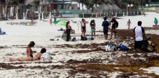 “This year is going to be terrible”: sargassum arrives on the coasts of Quintana Roo ahead of schedule