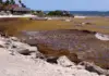 The sargassum problem in Quintana Roo has worsened in the last 7 years