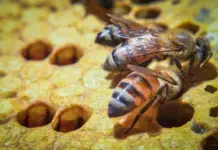 A Honey and Bee Festival will be held in Mérida for three days.