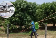 Use of highly toxic pesticide unleashes environmental damage in the Isthmus of Oaxaca; wipes out bees and lasts for years