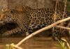 Jaguars and ranchers: a project in Mexico shows they can share territory
