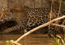 Jaguars and ranchers: a project in Mexico shows they can share territory