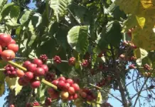 La Niña boosts coffee harvest, but affects mango and sugarcane production