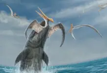 The rebirth of Cipactli: a new species of mosasaur from 70 million years ago discovered in Coahuila