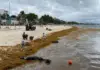 There is a lack of coordination in the fight against sargassum in the Riviera Maya