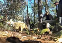 Mexican wolf reintroduced in Durango after 50 years of absence in the Sierra Madre Occidental