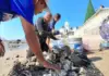 Fishermen report good harvest of rock oysters in Mazatlán