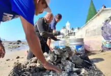 Fishermen report good harvest of rock oysters in Mazatlán