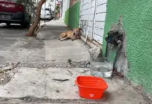 Alleged mass poisoning of dogs and cats reported in Chiapas