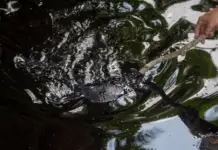 Eni Mexico denies responsibility for the spill in Veracruz and Tabasco