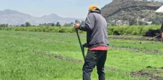 Holy Week in Mexico City: Romerito season begins