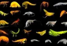 A new superfamily of deep-sea species has been discovered between Mexico and Hawaii