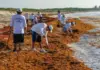 Experts warn of an intense sargassum season this 2026 on the beaches of Quintana Roo: When does it start?