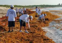 Experts warn of an intense sargassum season this 2026 on the beaches of Quintana Roo: When does it start?