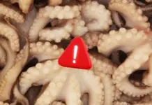 Why Mexico is seeking to ban octopus farms before the industry even exists?