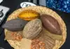 The Cocoa and Chocolate Festival is presented in Puerto Vallarta