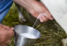 Raw milk “almost disappeared”, but is still sold on the outskirts of Aguascalientes