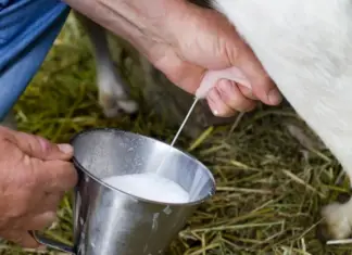 Raw milk “almost disappeared”, but is still sold on the outskirts of Aguascalientes